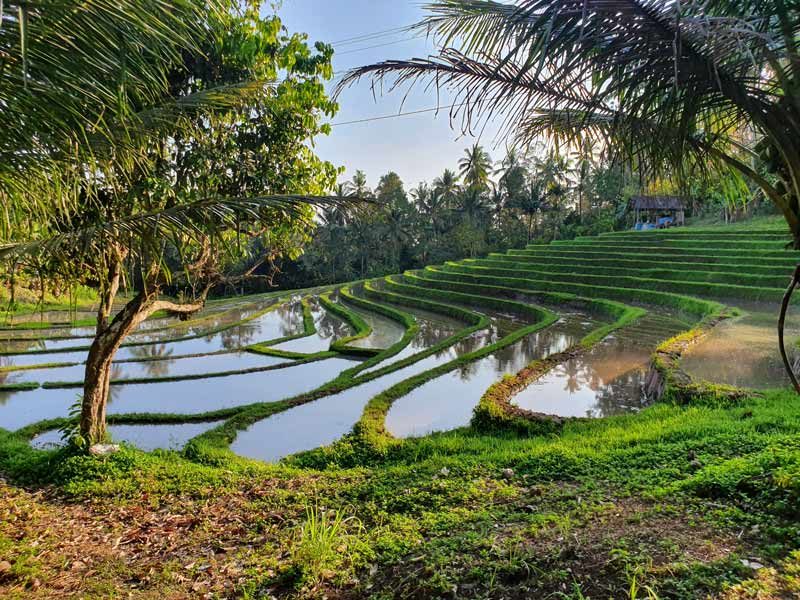 Rice fields in west Bali
